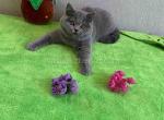 Blue british shorthair gorgeous chunky girl - British Shorthair Cat For Sale - Dallas, TX, US