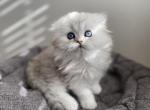 SCOTTISH HIGHLAND FOLD - Scottish Fold Kitten For Sale - Nixa, MO, US