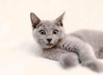 Russian Blue mixed - Russian Blue Cat For Sale - Orlando, FL, US