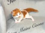 Ian - Maine Coon Kitten For Sale - Greensburg, IN, US