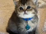 Bambi - British Shorthair Cat For Sale - Waco, TX, US