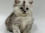 Lana - Maine Coon Cat For Sale - Hollywood, FL, US