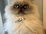 Lil  Red Razzle - Himalayan Cat For Sale - Aledo, TX, US
