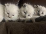 Siamese girls - Siamese Kitten For Sale - Gainesville, MO, US