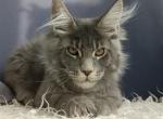 Prestij - Maine Coon Cat For Sale - Miami, FL, US