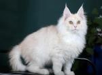 Marwell Maine Coon male - Maine Coon Kitten For Sale - Seattle, WA, US