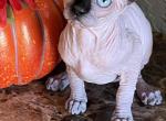 Lola - Sphynx Kitten For Sale - Newalla, OK, US
