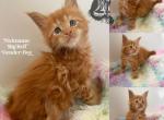 Red - Maine Coon Cat For Sale - Sugar Land, TX, US