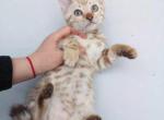 Peach - Bengal Cat For Sale - Norwalk, CT, US