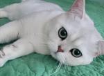British Shorthair Kittens - British Shorthair Cat For Sale - AK, US