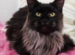Black Maine Coons - Maine Coon Cat For Sale - AK, US