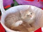 Tootsie - Ragdoll Kitten For Sale - Knoxville, TN, US