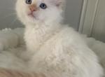 Flame mitted male TICA Registered - Ragdoll Cat For Sale - Morris, IL, US