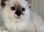 Seal mitted tortie Female TICA Registered - Ragdoll Cat For Sale - Morris, IL, US