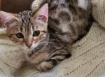 Nala - Bengal Kitten For Sale - Battle Ground, WA, US