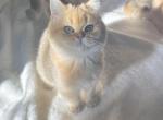 Black golden British shorthair boy - British Shorthair Cat For Sale - Athens, GA, US