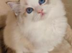 cookie - Ragdoll Cat For Sale - Los Angeles, CA, US