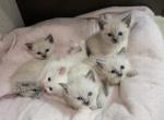 Ragdoll Siamese Kittens - Ragdoll Kitten For Sale - Eau Claire, WI, US