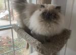 Poppi Purr - Himalayan Cat For Sale - Aledo, TX, US