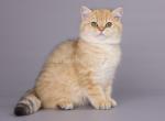 Evangilista black golden shaded british shorthair - British Shorthair Kitten For Sale - CA, US