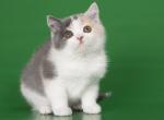 Guyara blue cream dilute calico british shorthair - British Shorthair Cat For Sale - CA, US