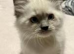 Leah - Ragdoll Cat For Sale - Mount Joy, PA, US