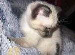 Siamese male - Siamese Kitten For Sale - Worcester, MA, US