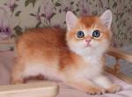 Luiza black golden shaded british shorthair girl - British Shorthair Cat For Sale - CA, US