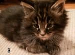 Bubby - Maine Coon Kitten For Sale - Riegelsville, PA, US