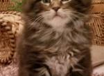 Frankie - Maine Coon Kitten For Sale - Riegelsville, PA, US