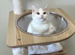 Benz - Munchkin Cat For Sale - Staten Island, NY, US