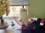 bear - British Shorthair Cat For Sale - Staten Island, NY, US