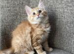 Girl Siberian READY to MOVE Purebred Red - Siberian Kitten For Sale - Old Bridge, NJ, US