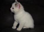 Frosty - Domestic Kitten For Sale - New Holland, PA, US