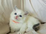 Kipland - Ragdoll Kitten For Sale - Los Angeles, CA, US