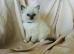 Charlotte - Ragdoll Kitten For Sale - Los Angeles, CA, US