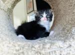 Marvin - Ragamuffin Kitten For Sale - Los Angeles, CA, US