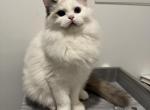 White Collar - Ragdoll Cat For Sale - New York, NY, US