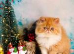 Matfey orange persian exotic longhair ginger boy - Persian Cat For Sale - Dallas, TX, US