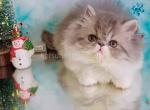 Marvin blue bicolor persian exotic longhair boy - Persian Kitten For Sale - Dallas, TX, US