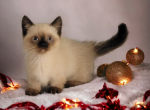 Pearl's blue collar - Exotic Cat For Sale - Conroe, TX, US