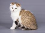 Alpaca little cheetah leopard scottish fold girl - Scottish Fold Cat For Sale - CA, US