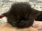 Bruno J - Persian Kitten For Sale - Fort Worth, TX, US