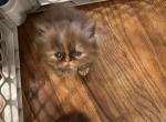 Christmas litter Tortie blue chocolate - Persian Kitten For Sale - Charlotte, NC, US