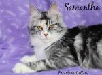 Samantha TICA reg - Maine Coon Cat For Sale - Waterloo, IN, US