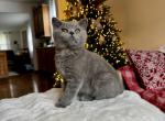 Alex - British Shorthair Cat For Sale - Philadelphia, PA, US