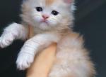 The most Rare Silver Apricot Male - Maine Coon Cat For Sale - New York, NY, US