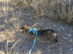 Harold - Manx Cat For Sale/Service - Whitehall, MT, US