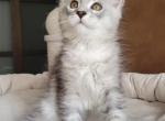 Betty Smoke Silver female kitten - Maine Coon Cat For Sale - New York, NY, US