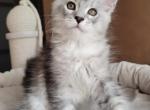 Betty Smoke silver Maine coon female - Maine Coon Cat For Sale - Virginia Beach, VA, US